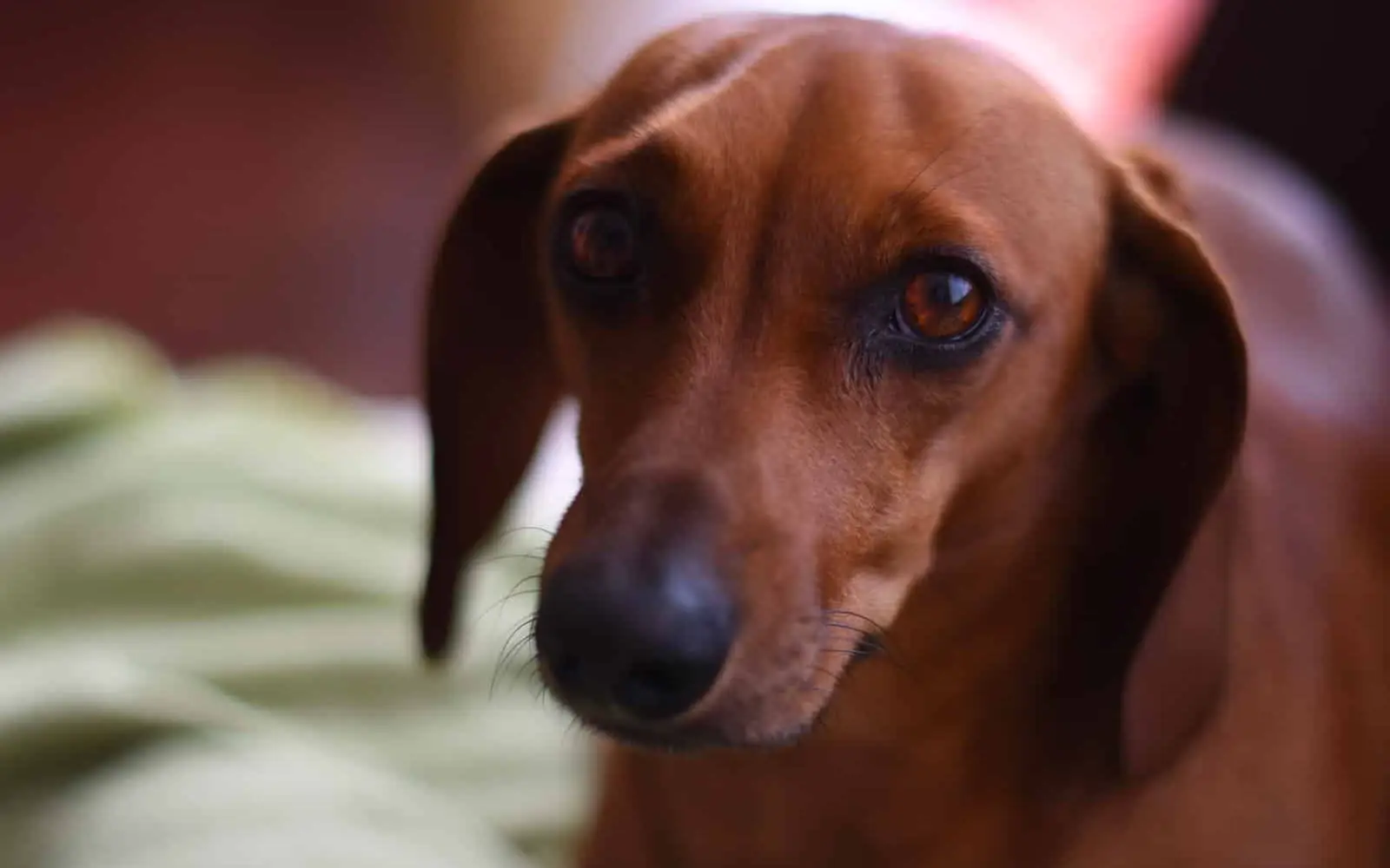 Mit frühzeitigem Training und Hilfsmitteln wie dem Thundershirt bewältigen Vierbeiner den Jahreswechsel ohne übermäßigen Stress. Foto: pixabay