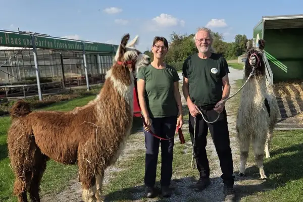 Zwei Lamas verstärken die Rheinland-Alpakas-Herde