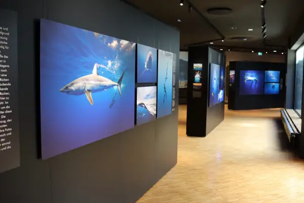 Aquazoo Freundeskreis verkauft Drucke der „Giganten des Atlantiks“