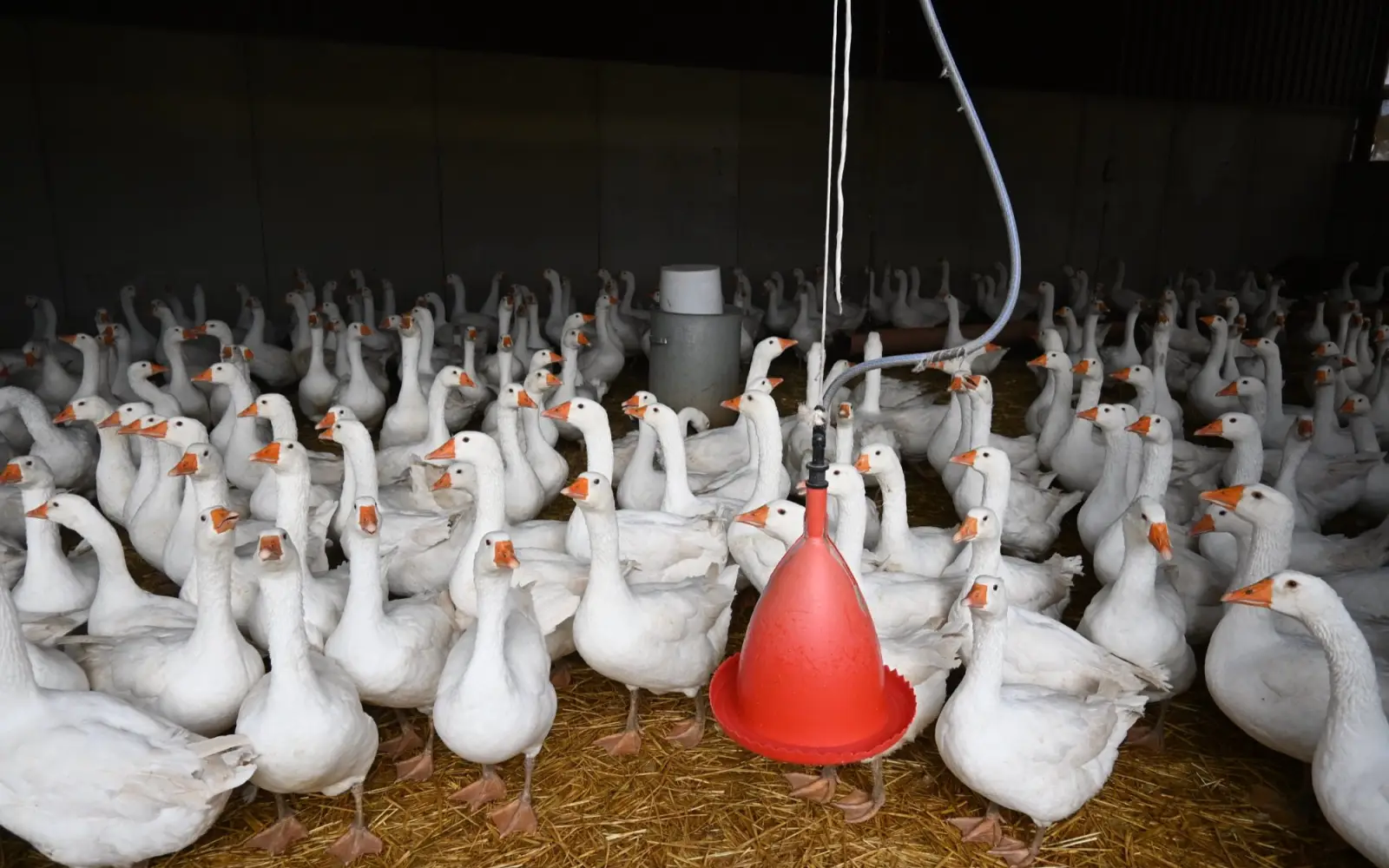 Mit Heu- und Strohballen vertreiben sich die Gänse im Stall die Zeit – zum Schutz vor der Vogelgrippe. Foto: sam