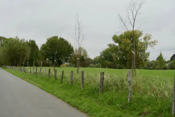 Baumpflanzung am Treidelpfad zwischen Kaiserswerth und Wittlaer korrekt?