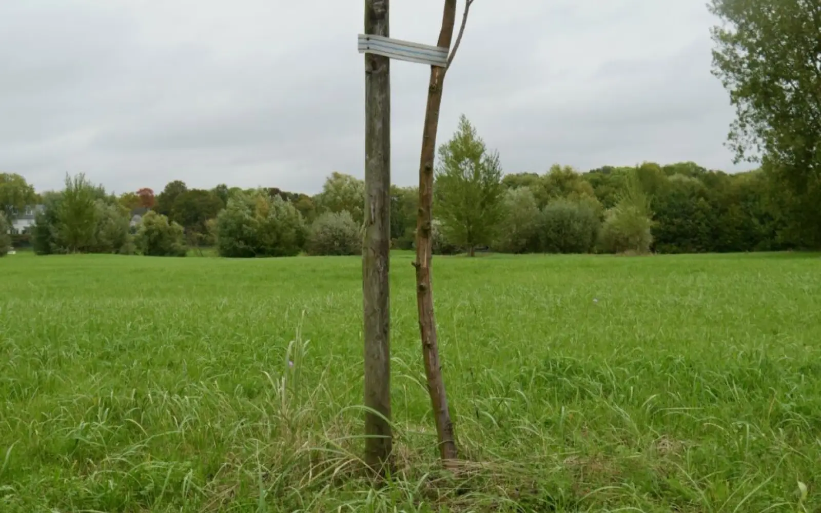 Baumpflanzung-am-Treidelpfad-3-1024x769