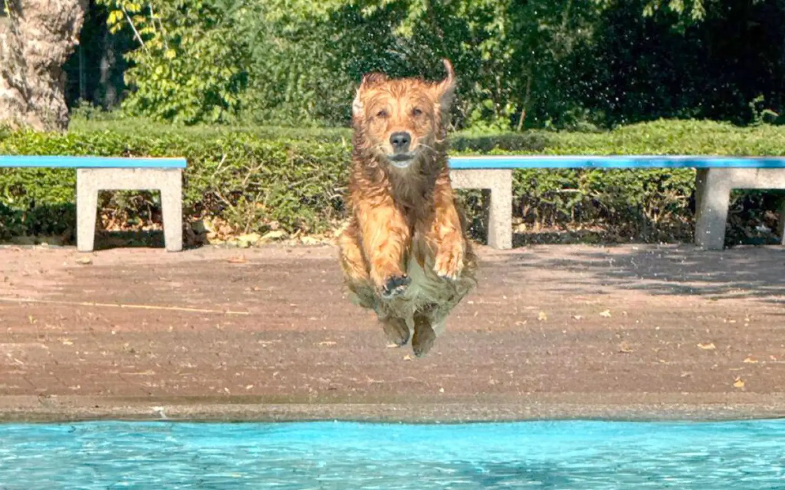 Mit viel Freude und Energie eroberten die Hunde die Schwimmbecken. Foto: Tako Bello