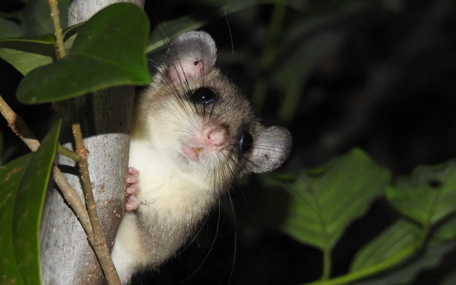 Auch seltene Arten im Fokus: Der Rückgang geeigneter Lebensräume und seine nächtliche Lebensweise führen dazu, dass der Siebenschläfer (Glis glis) nur noch selten und an wenigen Standorten in Düsseldorf beobachtet werden kann. Doto: Aquazoo Düsseldorf