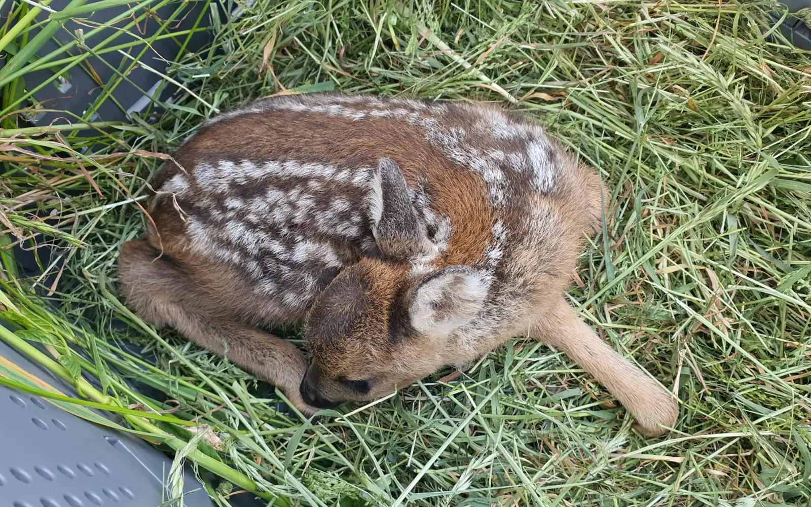 Ein gerettetes Rehkitz liegt sicher in einer Transportbox mit frischem Gras, bevor es zurück zur Rehmutter gebracht wird. Foto: privat