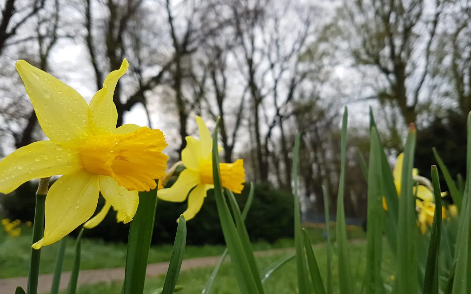 Die Narzisse bringt Farbe und Frühlingsstimmung in Gärten und Parks. Archivfoto: ah