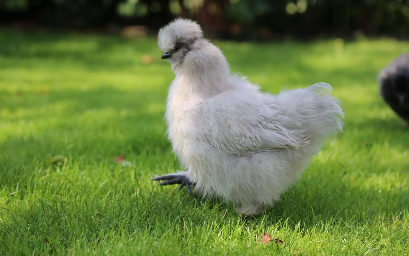 Der Austausch im Verein unterstützt Hobbyhalter beim richtigen Umgang mit ihren Tieren. Foto vom Zwerg-Seidenhuhn: Alexander Wolf