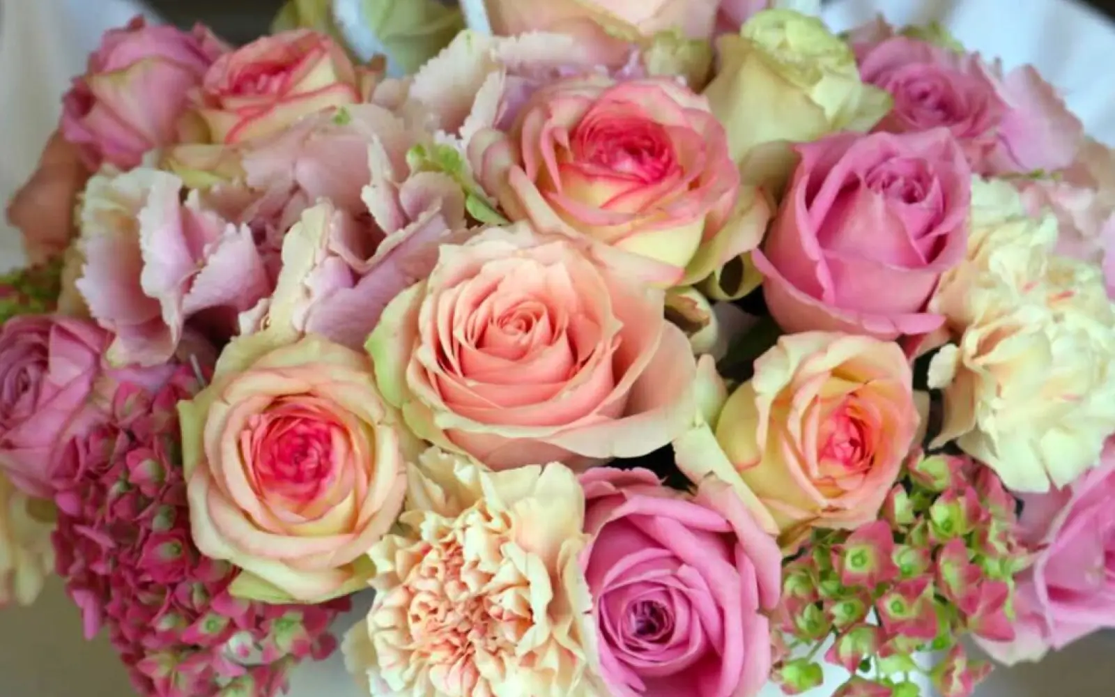 Mehr als 50 verschiedene Rosensorten wachsen zwischen Rahm und Angermund. Foto: Rosen Ruland