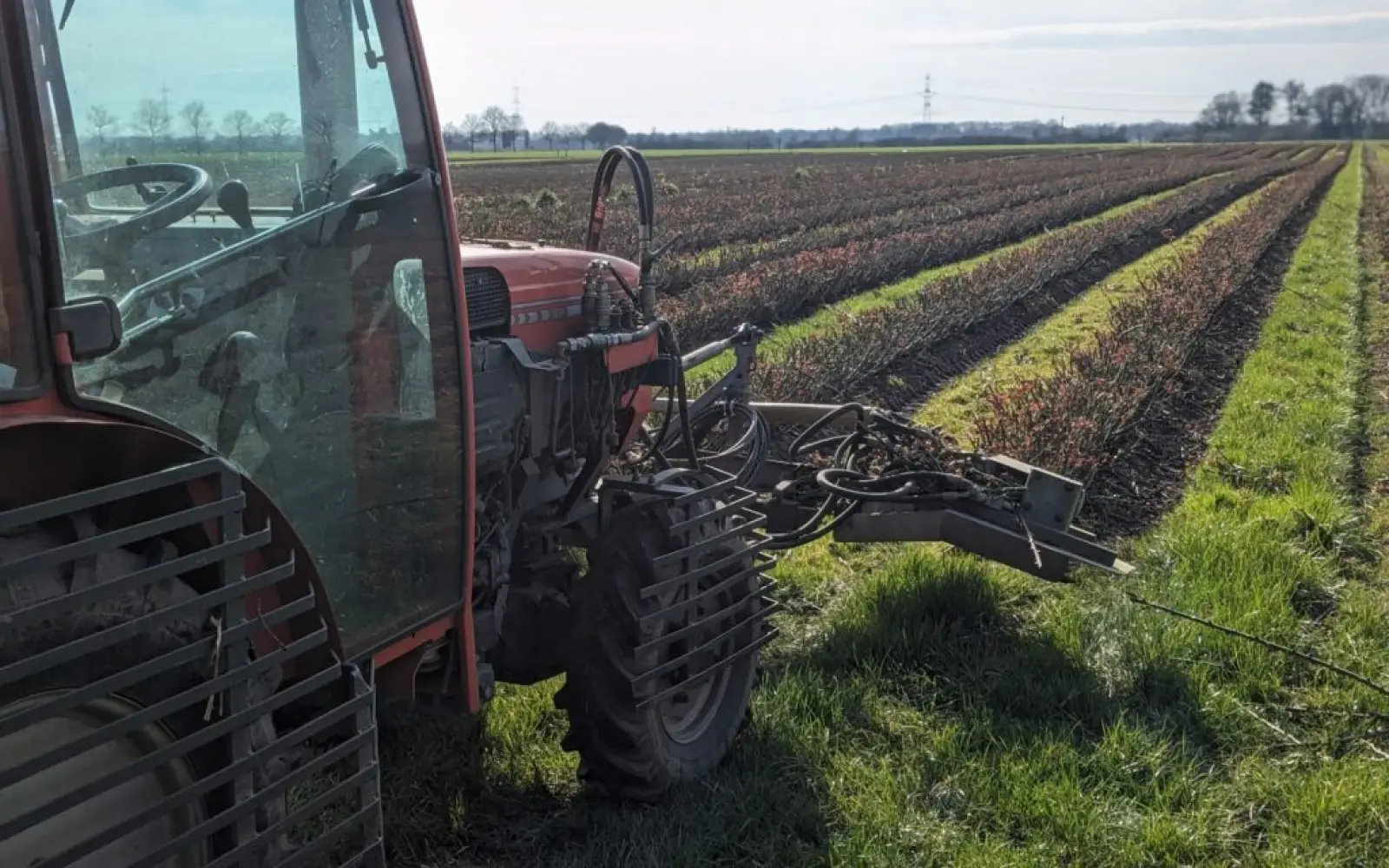 Derzeit schneidet Werner Ruland die Rosen selbst maschinell zurück - jede Sorte braucht ihren eigenen Schnitt. Foto: Rosen Ruland