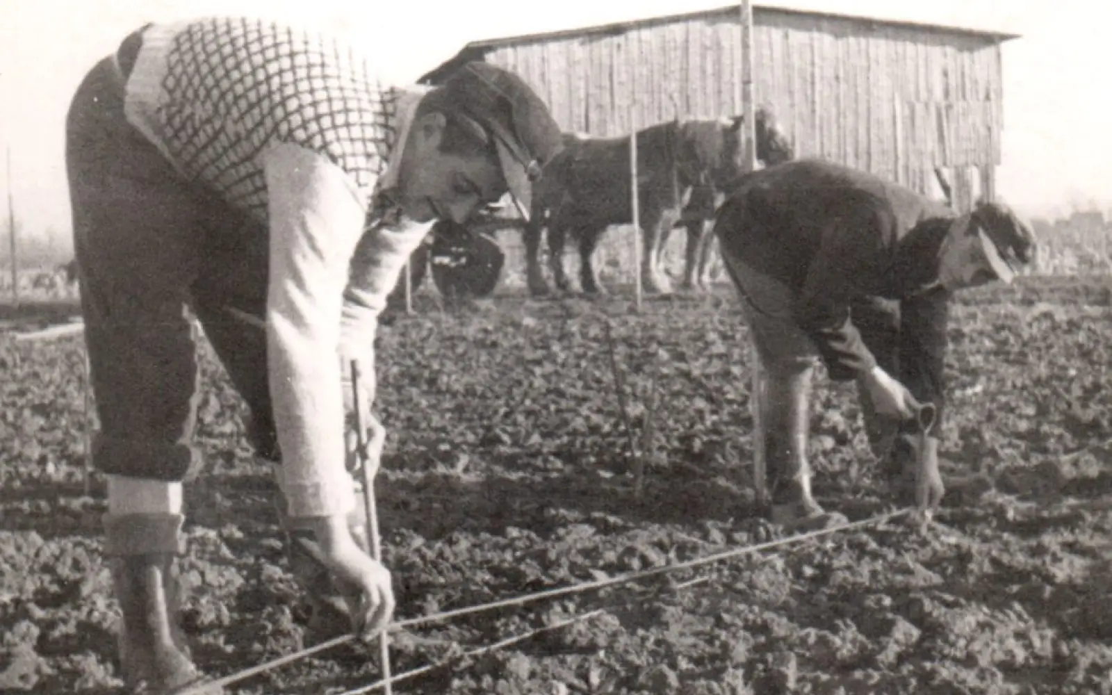 Pflanzung 1953, mit Pferdekarren im Hintergrund. Foto: Rosen Ruland