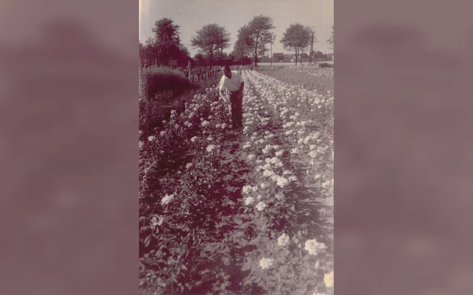 Die ersten Rosen 1955/56 Foto: Rosen Ruland