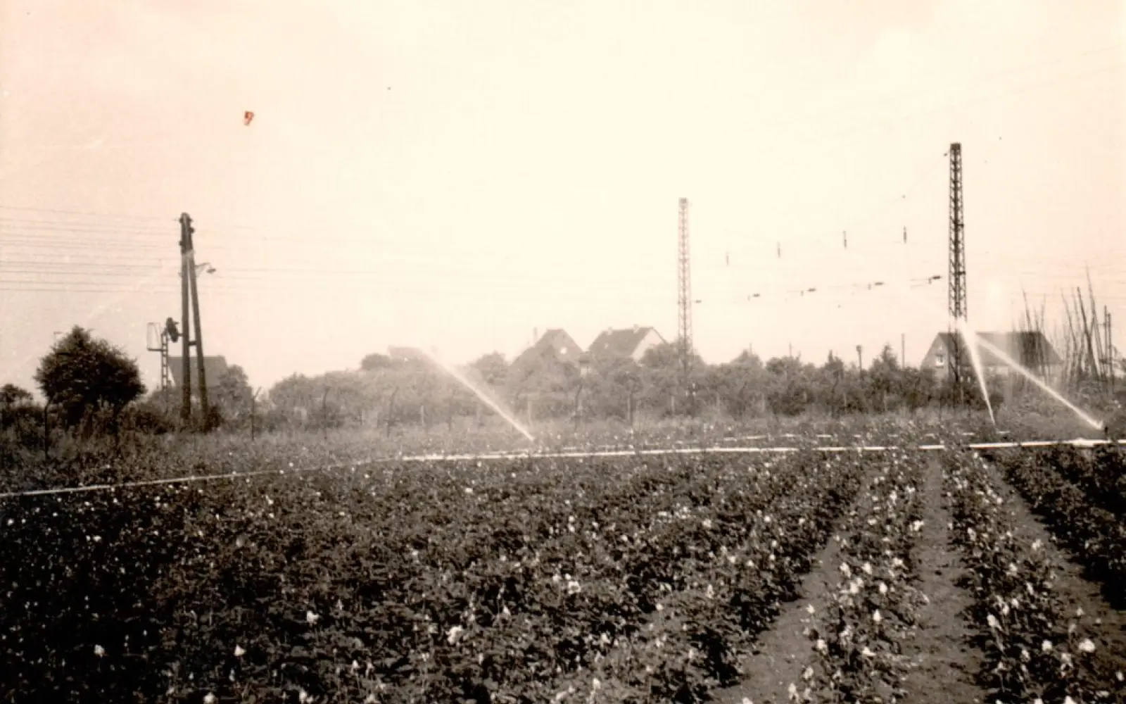 Die ersten Rosen 1955/56. Foto: Rosen Ruland