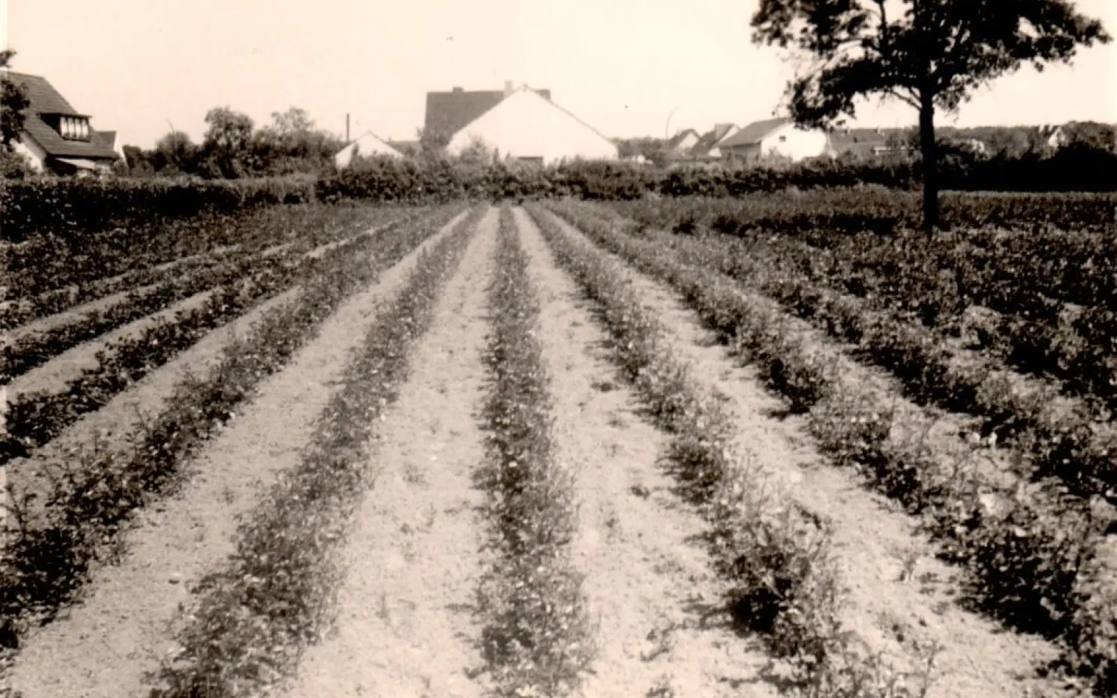 Die ersten Rosen 1955/56 Foto: Rosen Ruland