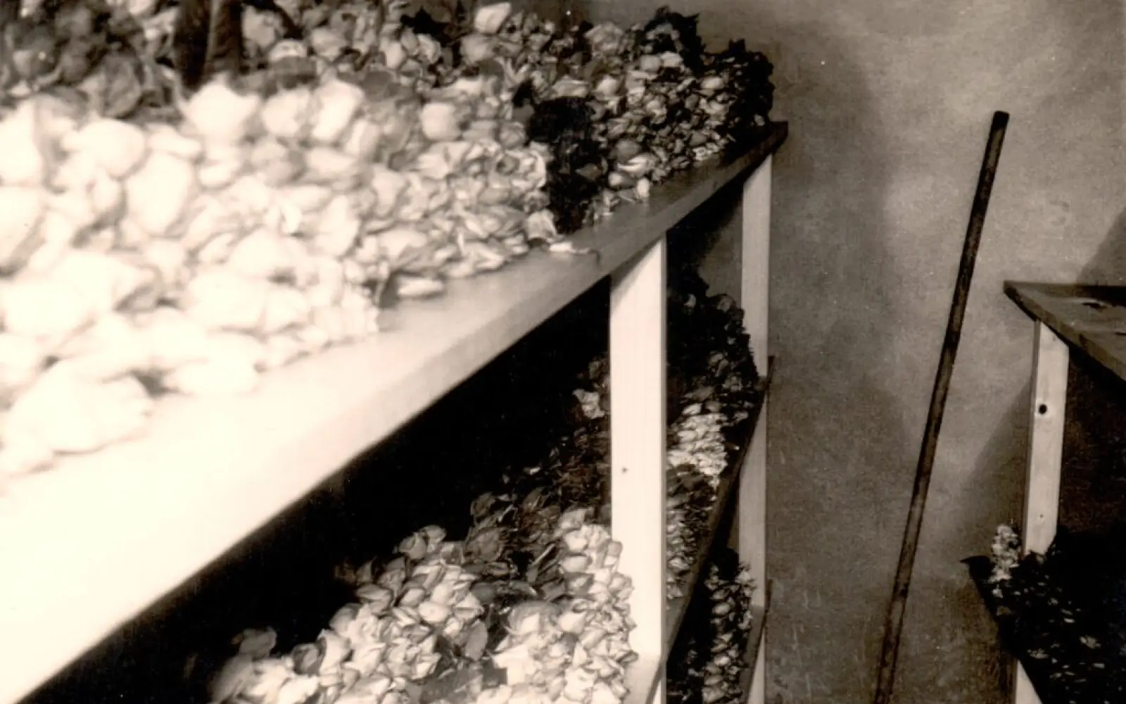 Kühlung im Kellerkühlhaus 1960. Foto: Rosen Ruland