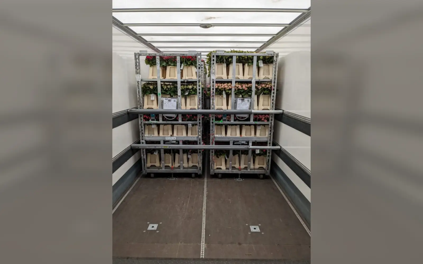 Tägliche Lieferung zur holländischen Blumenauktion. Foto: Rosen Ruland