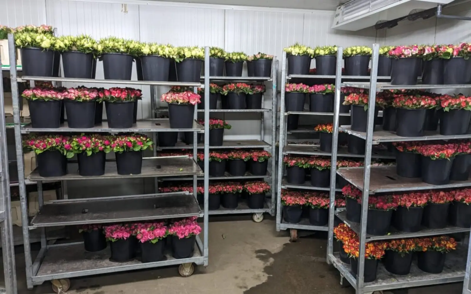 Kühlhaus mit kurzen Rosen für den Hofladen. Foto: Rosen Ruland