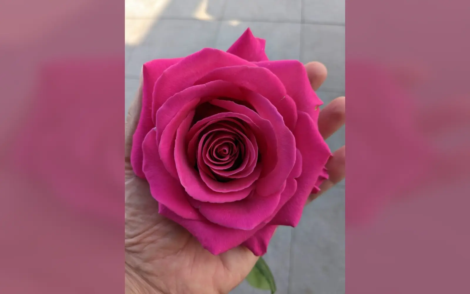Mehr als 50 verschiedene Rosensorten wachsen zwischen Rahm und Angermund. Foto: Rosen Ruland