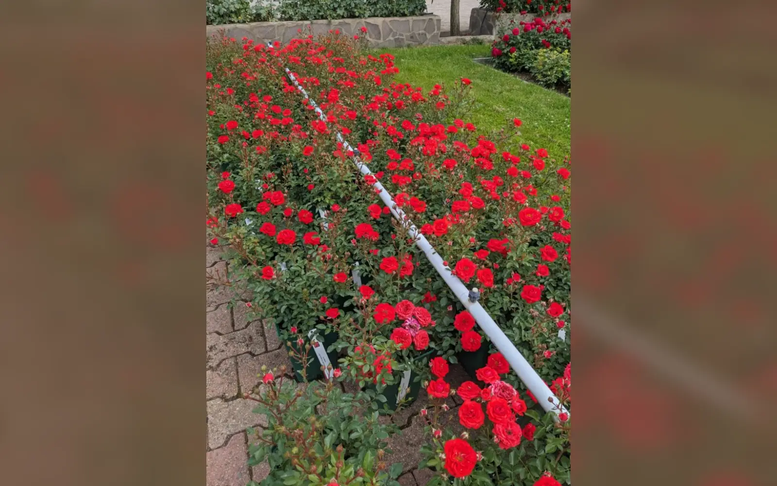 Rosengarten mit Pflanzenverkauf. Foto: Rosen Ruland