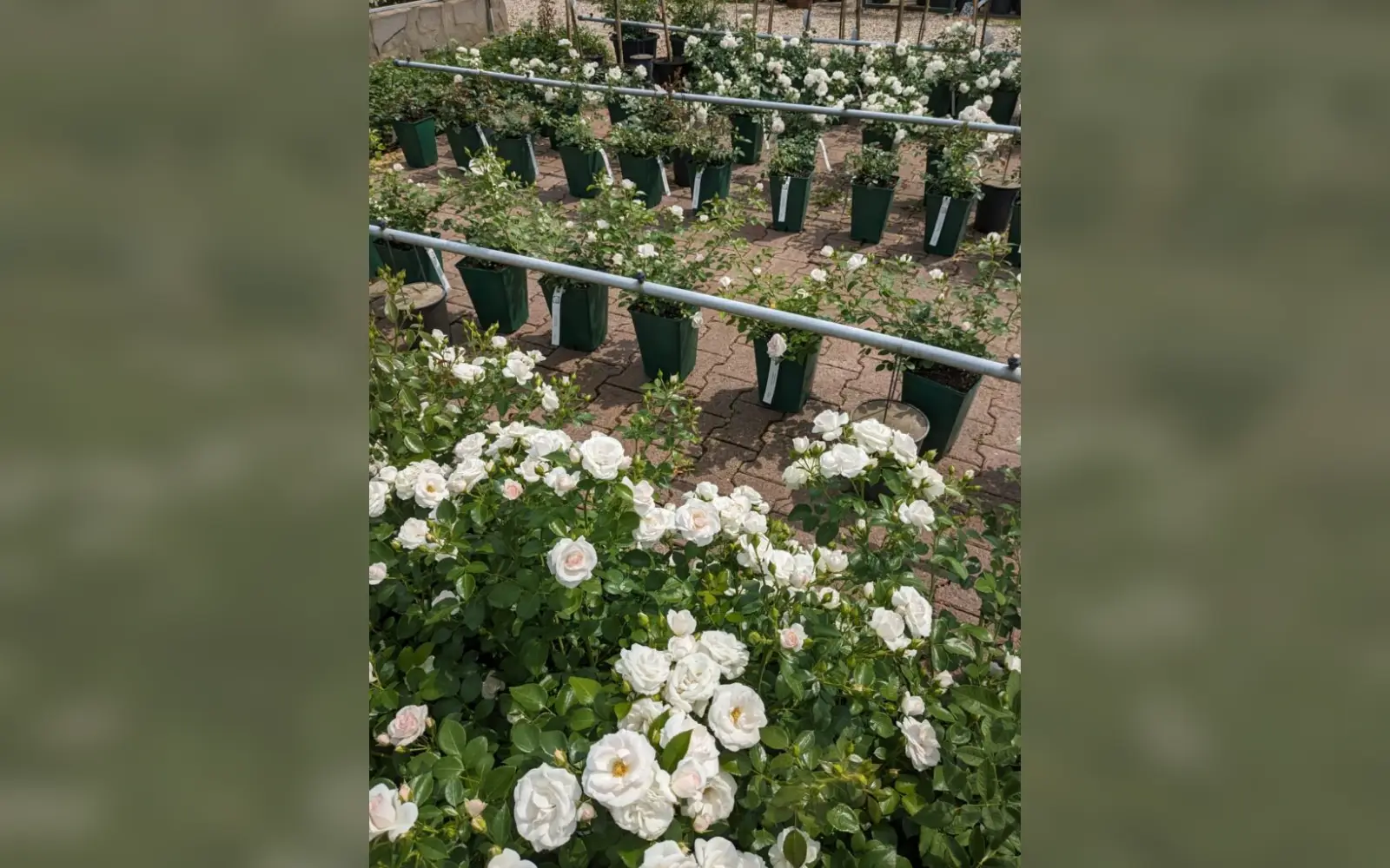 Rosengarten mit Pflanzenverkauf. Foto: Rosen Ruland