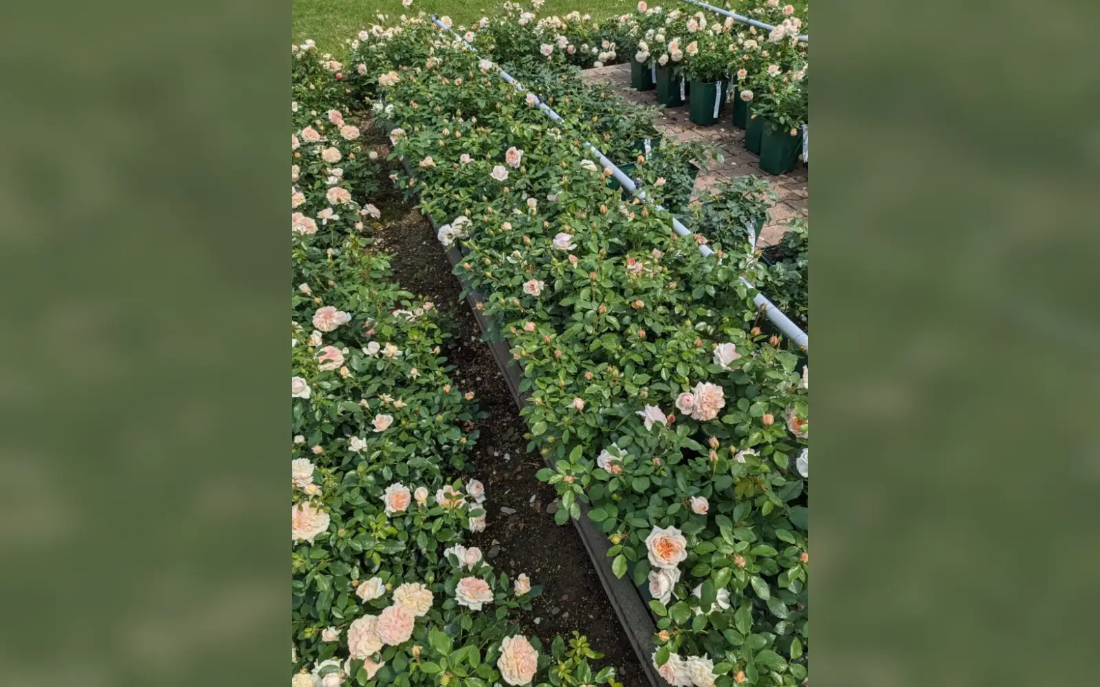 Rosengarten mit Pflanzenverkauf. Foto: Rosen Ruland