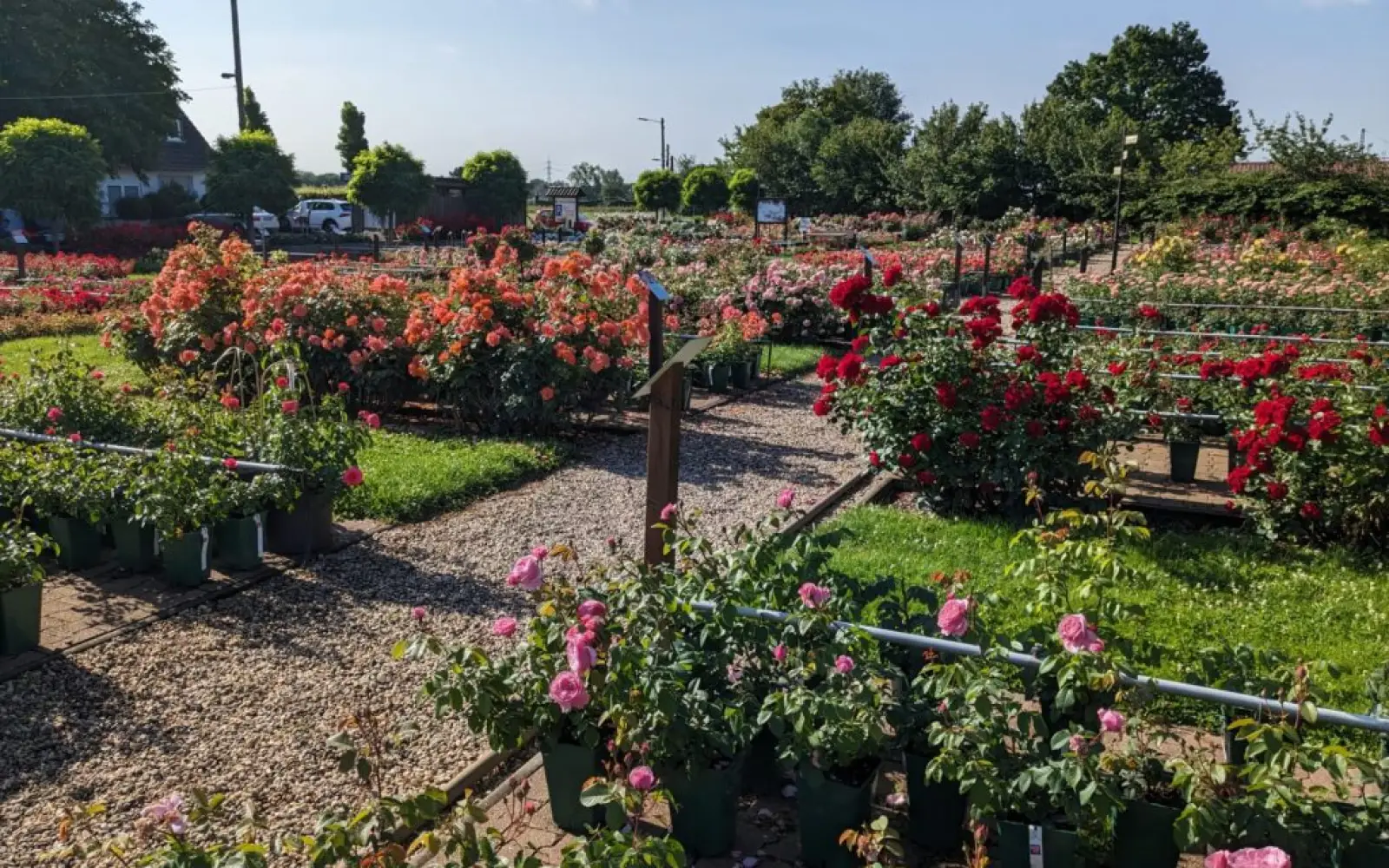 Rosengarten mit Pflanzenverkauf. Foto: Rosen Ruland