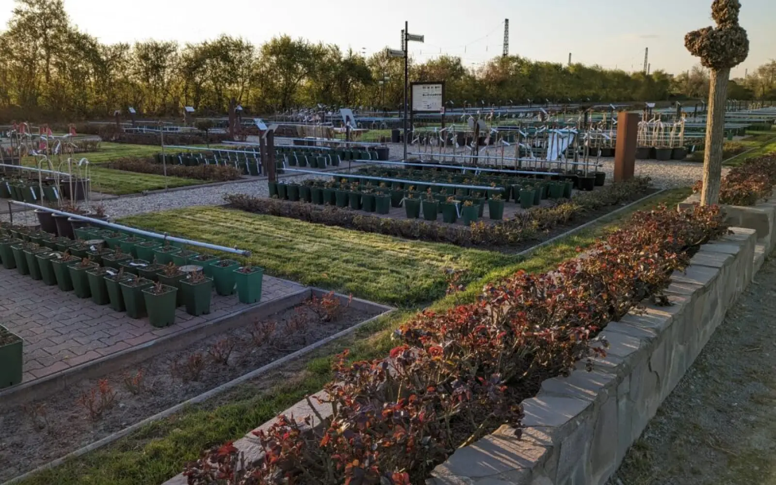 Rosengarten mit Pflanzenverkauf. Foto: Rosen Ruland