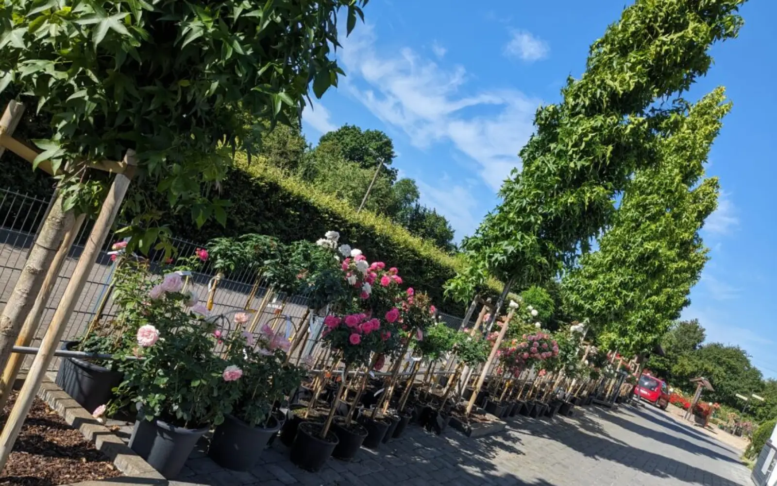 Rosengarten mit Pflanzenverkauf. Foto: Rosen Ruland