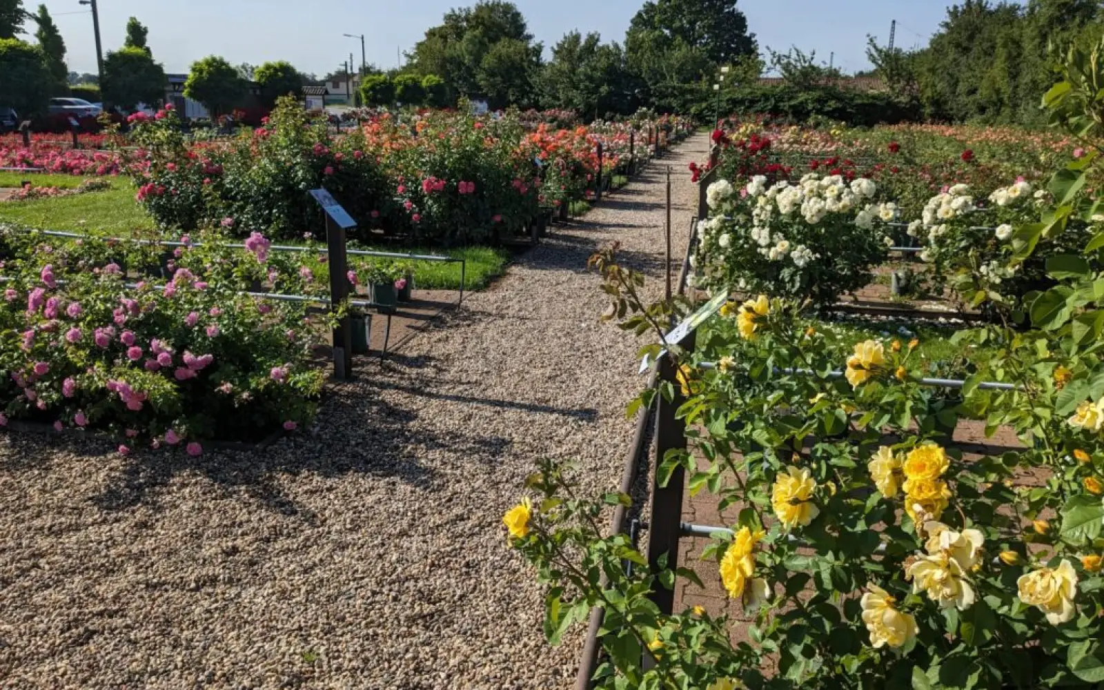 Rosengarten mit Pflanzenverkauf. Foto: Rosen Ruland