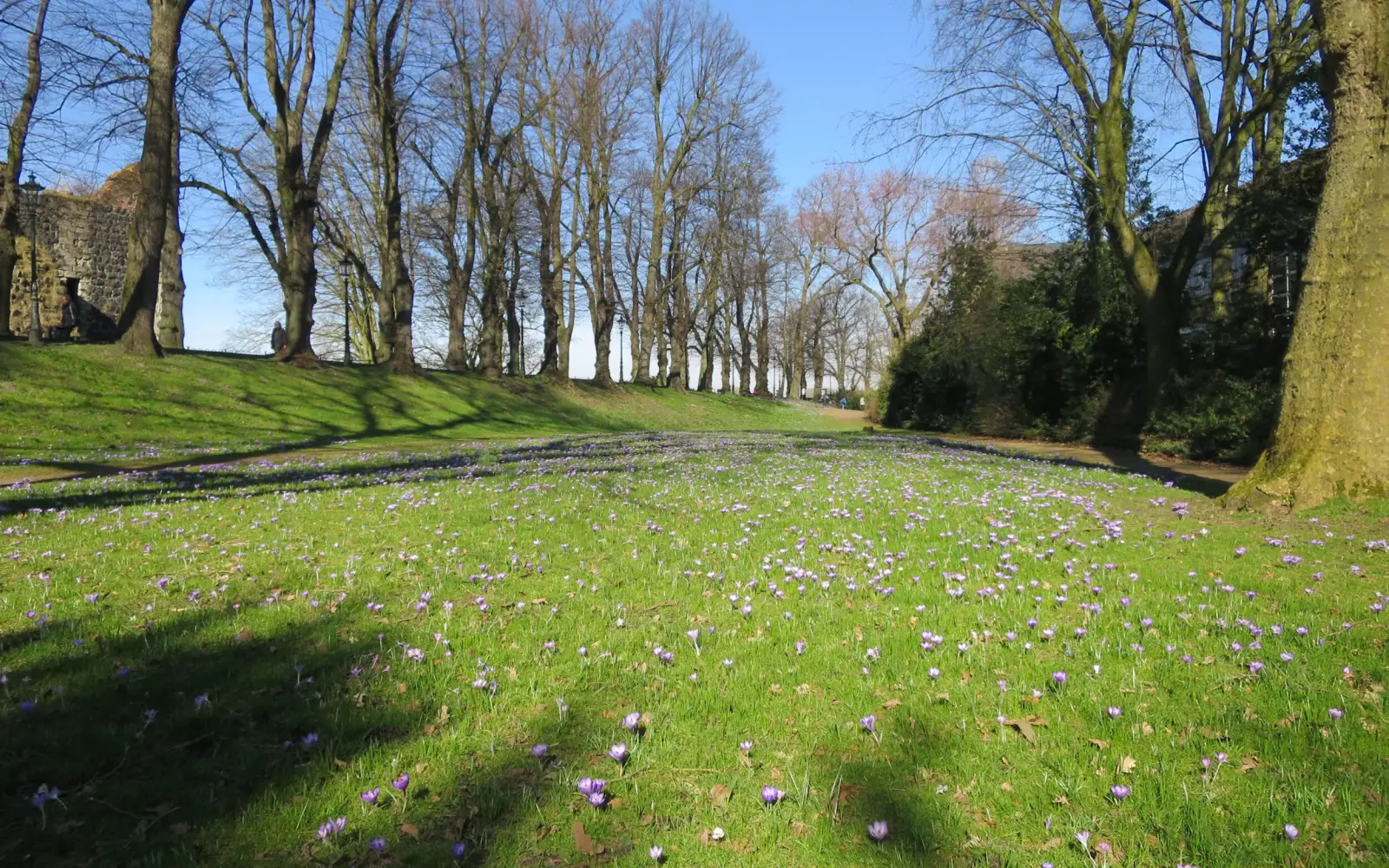 Das Blaue Band blüht im Kaiserswerther Stadtpark an der Burgallee. Foto: hs