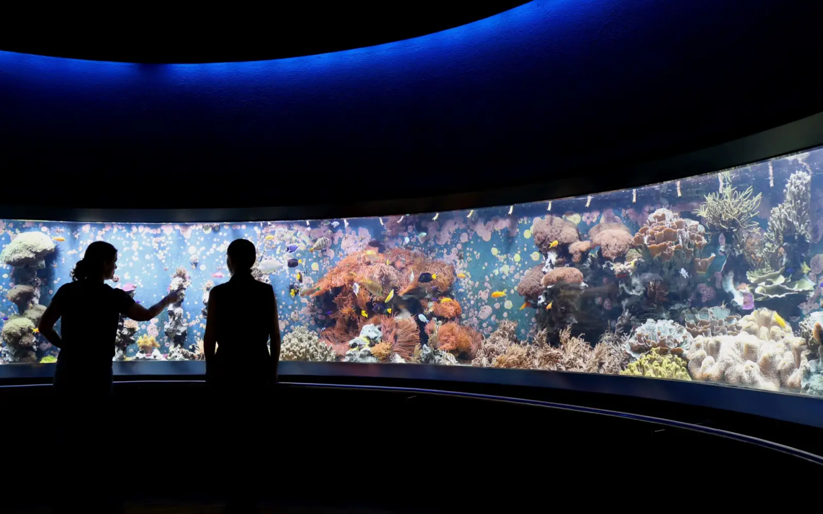 Freie Sicht auf die Korallen im Aquazoo Löbbecke Museum