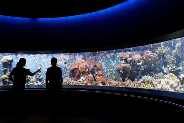 Freie Sicht auf die Korallen im Aquazoo Löbbecke Museum