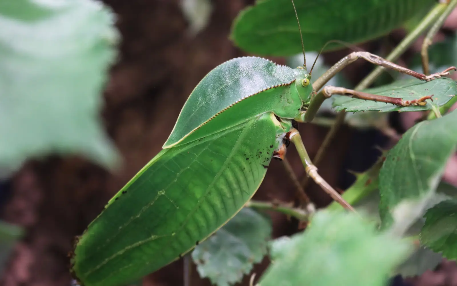 Einige Insekten wie diese Neuguinea-Riesenblattschrecke (Siliquofera grandis) faszinieren bereits durch ihre beachtliche Größe, doch auch über die winzigen Vertreter dieser vielfältigen Tiergruppe gibt es beim Workshop Vieles zu erfahren. Foto: Aquazoo Löbbecke Museum