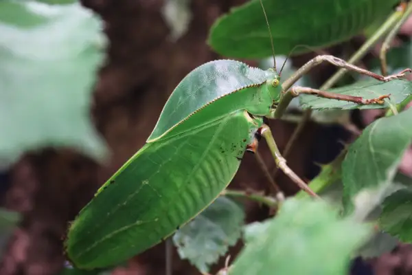 Workshop im Aquazoo Löbbecke Museum: Einblicke in die Welt der Insekten