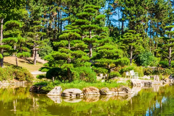 Kiefernschnitt bewahrt die japanische Gartenkunst im Nordpark