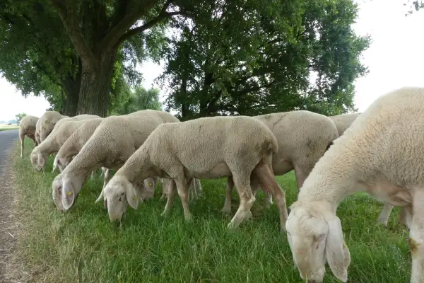 Mahdkonzept fördert Biodiversität auf Düsseldorfer Deichen