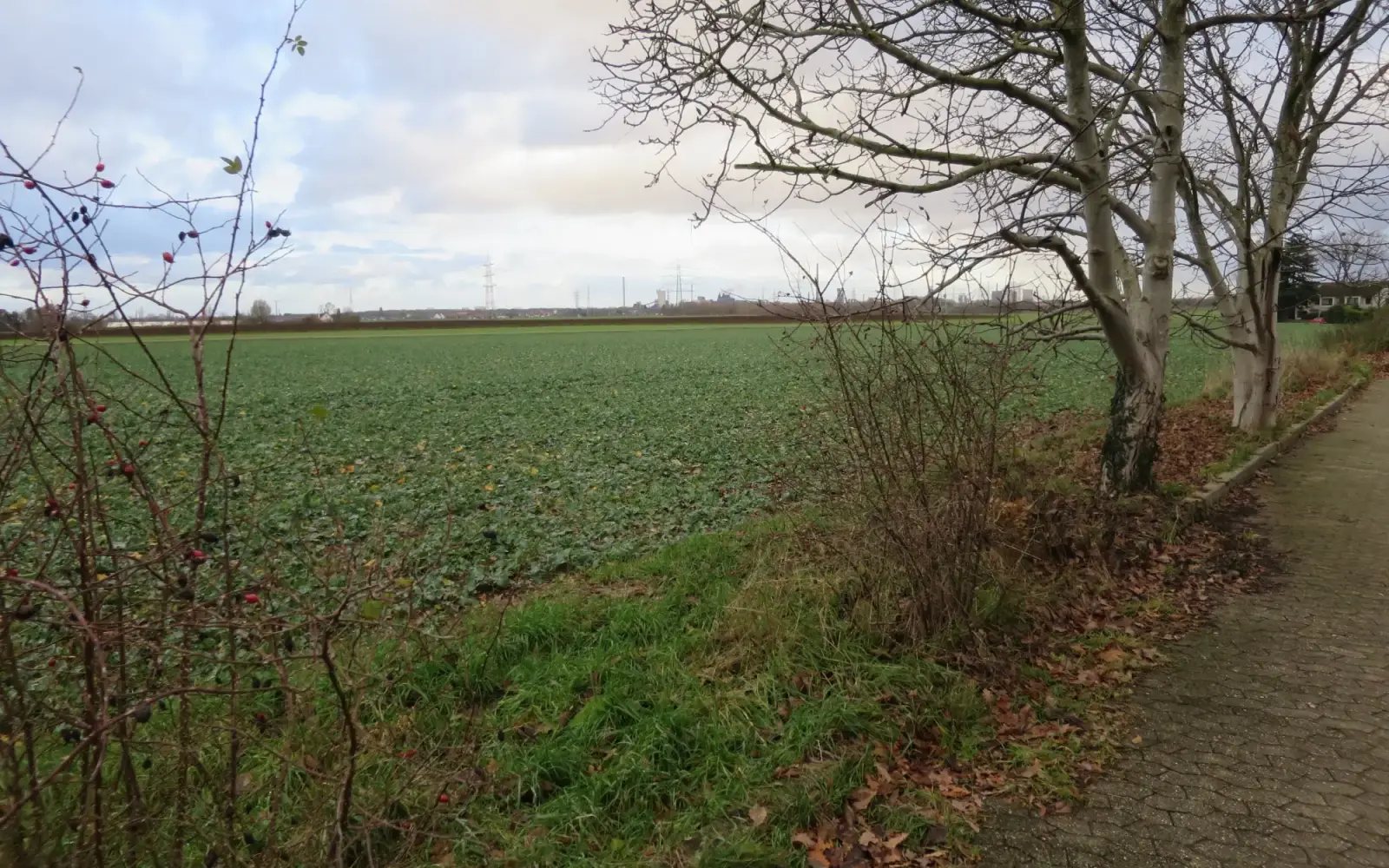 Dieser Acker am Düsseldorfer Stadtrand auf der Nordseite des Wasserwerkswegs in Wittlaer-Bockum, mit Blick auf das Duisburger Industriepanorama, soll jetzt auf der Grundlage eines Bebauungsplans aus 1967 zunächst mit zwei Einfamilienhäusern bebaut we
