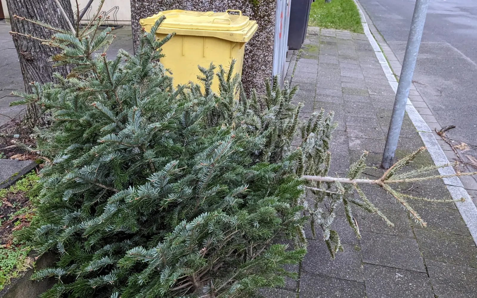 Weihnachtsbaum entsorgen: Vor der Abholung müssen die Bäume von Schmuck befreit und sichtbar am Straßenrand platziert werden. Foto: ah