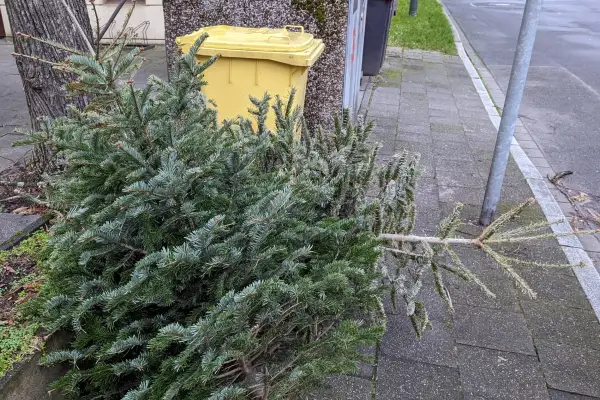 Weihnachtsbaum entsorgen: Termine 2025 für Düsseldorf-Nord und Duisburg-Süd