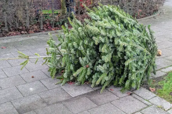 Abholung der Weihnachtbäume verzögert sich in Duisburg