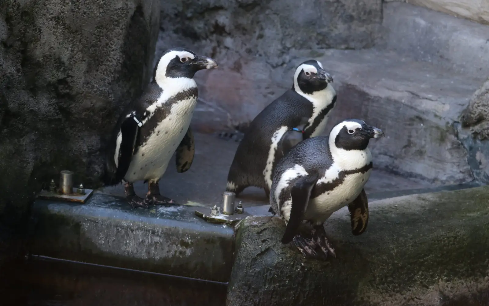 Das Gehege der Brillenpinguine im Aquazoo wird einmal im Jahr komplett gereinigt. Foto: Aquazoo Düsseldorf