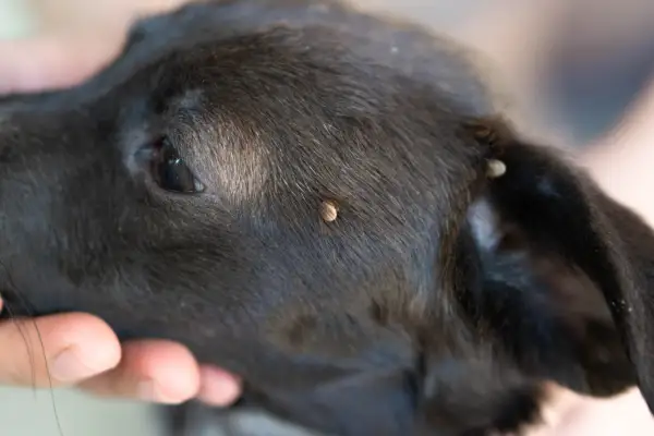 Zeckenzeit beginnt, Hundeschule Tako Bello gibt Tipps zum Schutz
