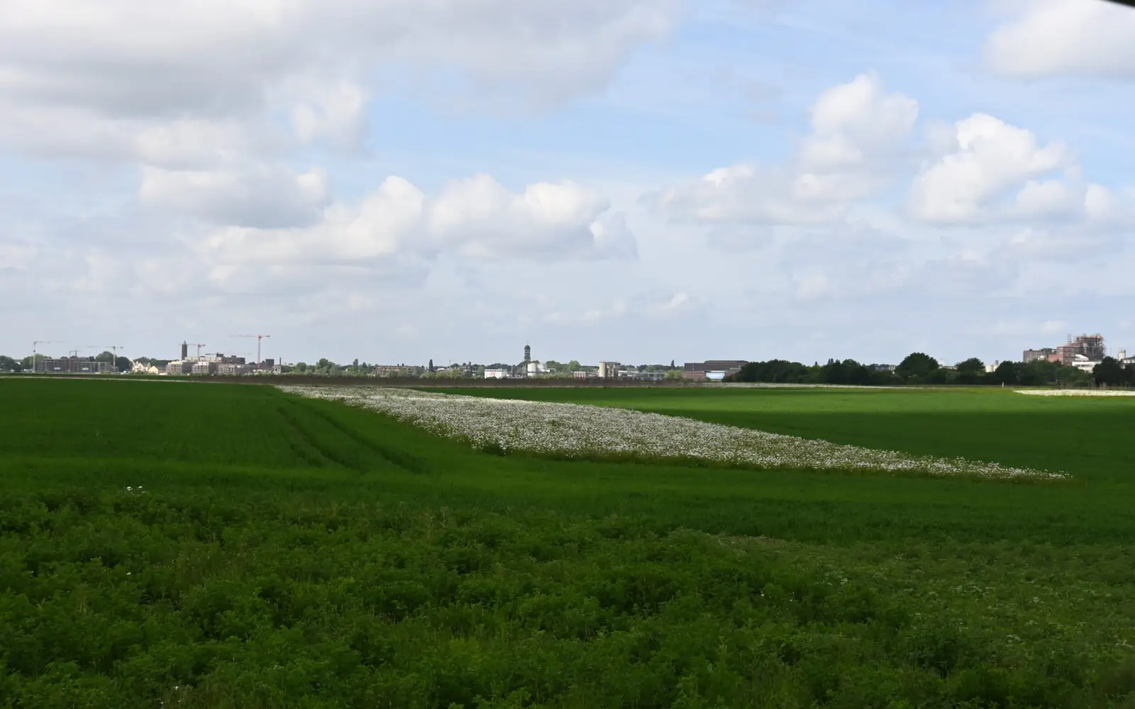 Blühende Parzellen mit unterschiedlichen Funktionen durchbrechen im Mündelheimer Rheinbogen das Acker- und Grünland. Auf einem 45 Hektar großen Gebiet setzt Familie Mosch vielfältige Naturschutzmaßnahmen um. Foto: sam