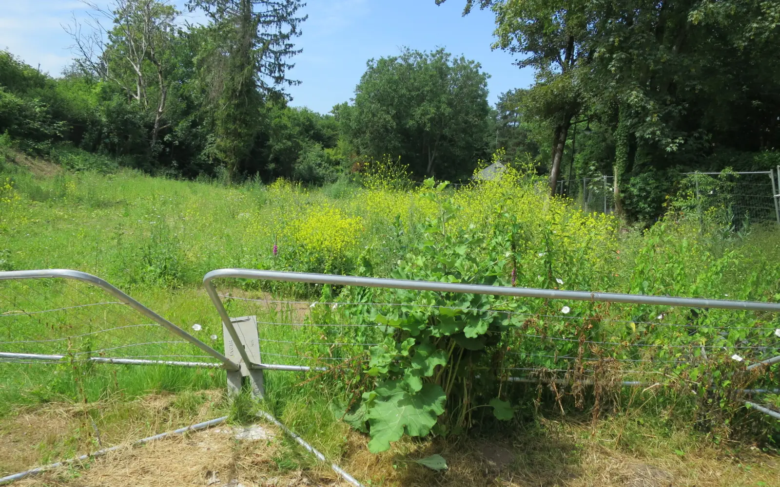 Auf der Brachfläche am Ritterskamp in Kaiserswerth, wo bis zum Abriss im vergangenen Jahr Notwohnungen standen, hat sich der Wildwuchs ausgebreitet. Foto: hs