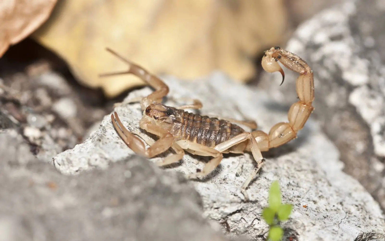 Ein Gelber Mittelmeerskorpion hatte sich in der Jacke einer Reisenden am Flughafen Düsseldorf versteckt und stach zu (Symbolbild). Foto: Patricia Chumillas Rodriguez/Depositphotos