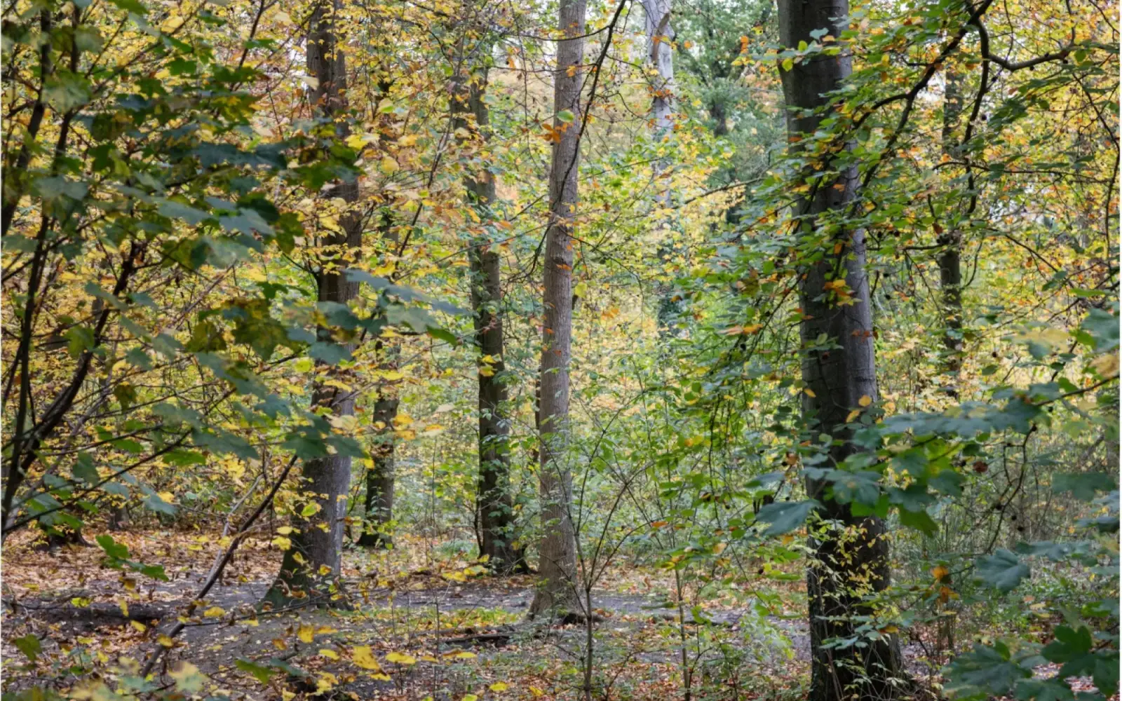 Der herbstliche Wald des Ruhewalds Lintorfer Mark, dessen dichte Laubdecke eine friedliche Atmosphäre schafft. Foto: Ruhewald Lintorfer Mark