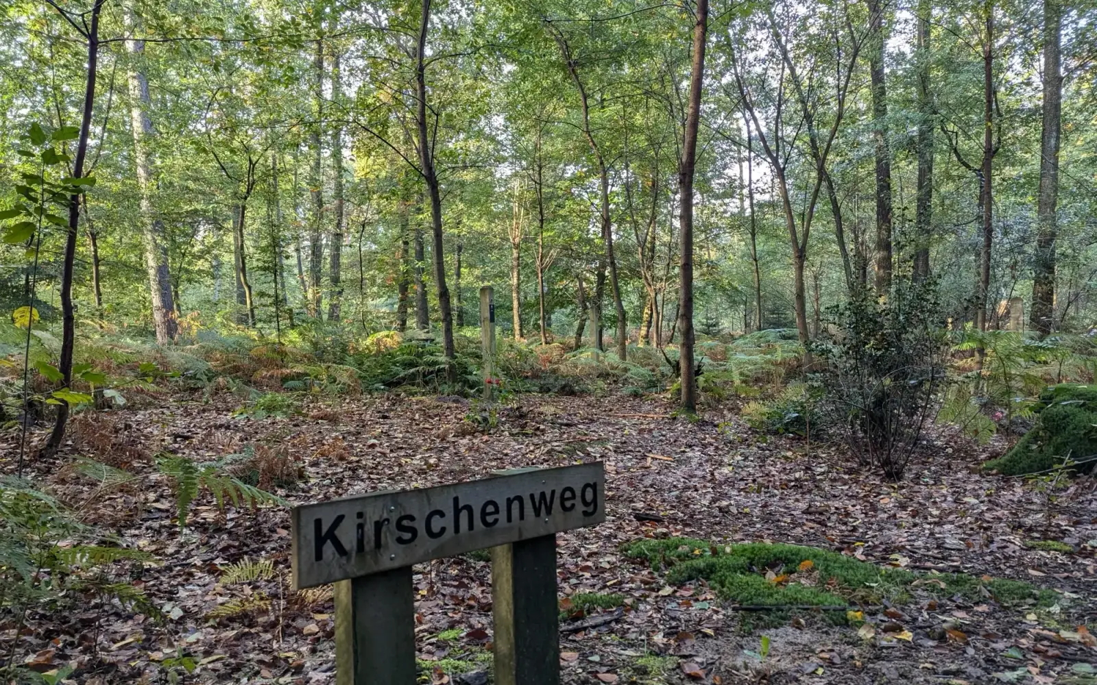 Ruhewald-Lintorfer-Mark-5