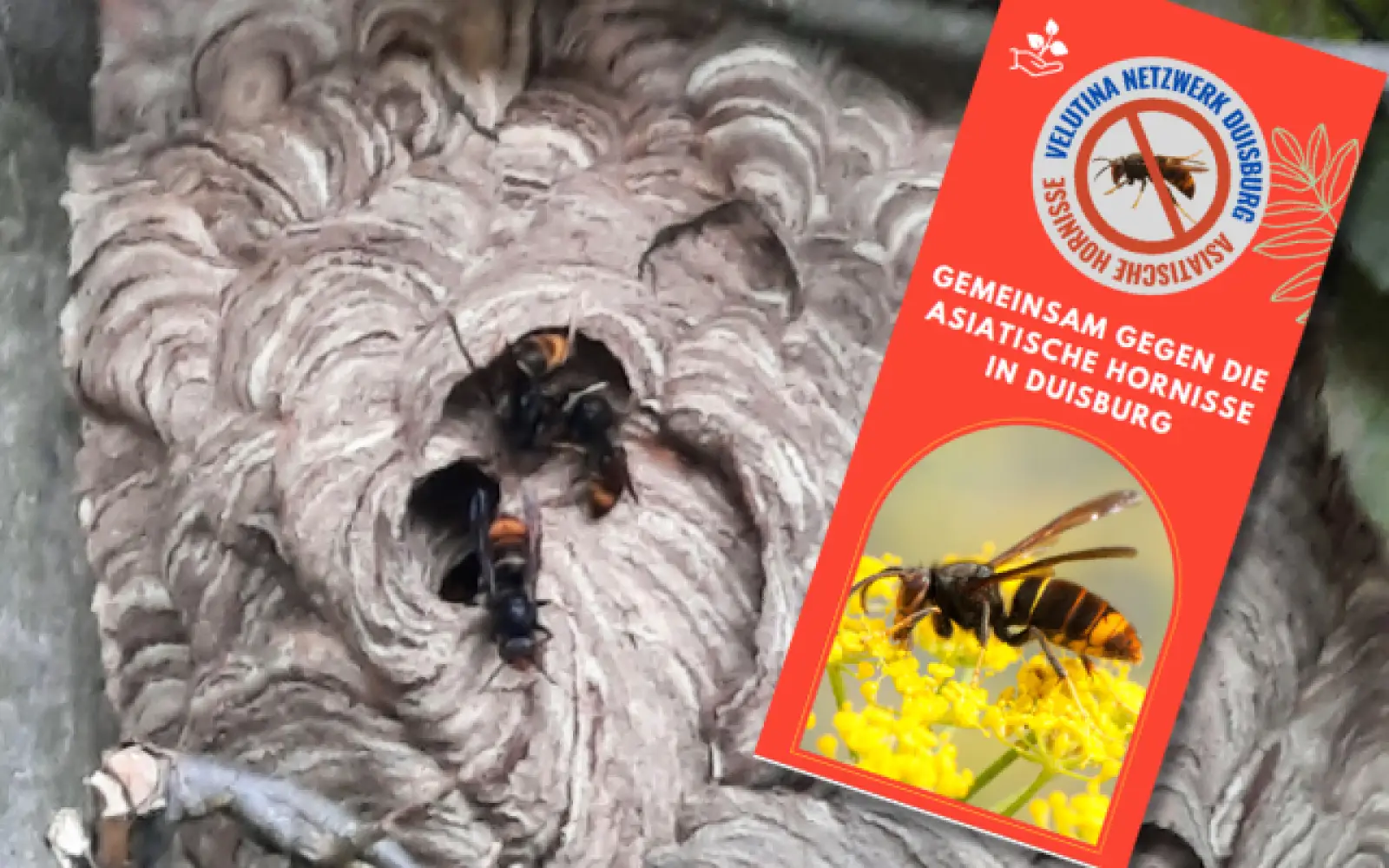 Die Asiatische Hornisse wurde 2004 nach Frankreich eingeschleppt und ist seit 2014 in Deutschland angekommen. Über das Saarland und Rheinland-Pfalz rückt sie immer weiter nach Norden vor. Seit 2022 ist die VV in Duisburg angekommen. Foto: Bienen Lindner