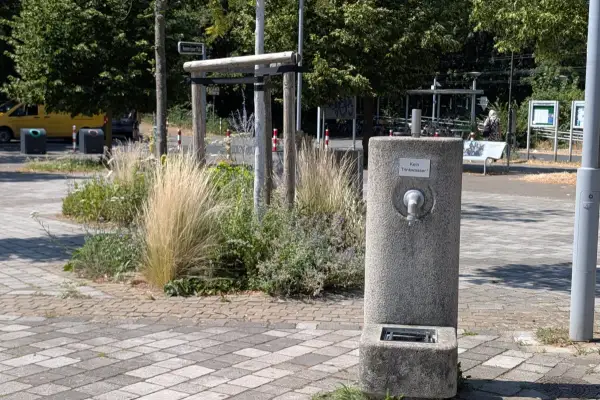 Die Bäume auf dem Hannes-Esser-Platz drohen abzusterben