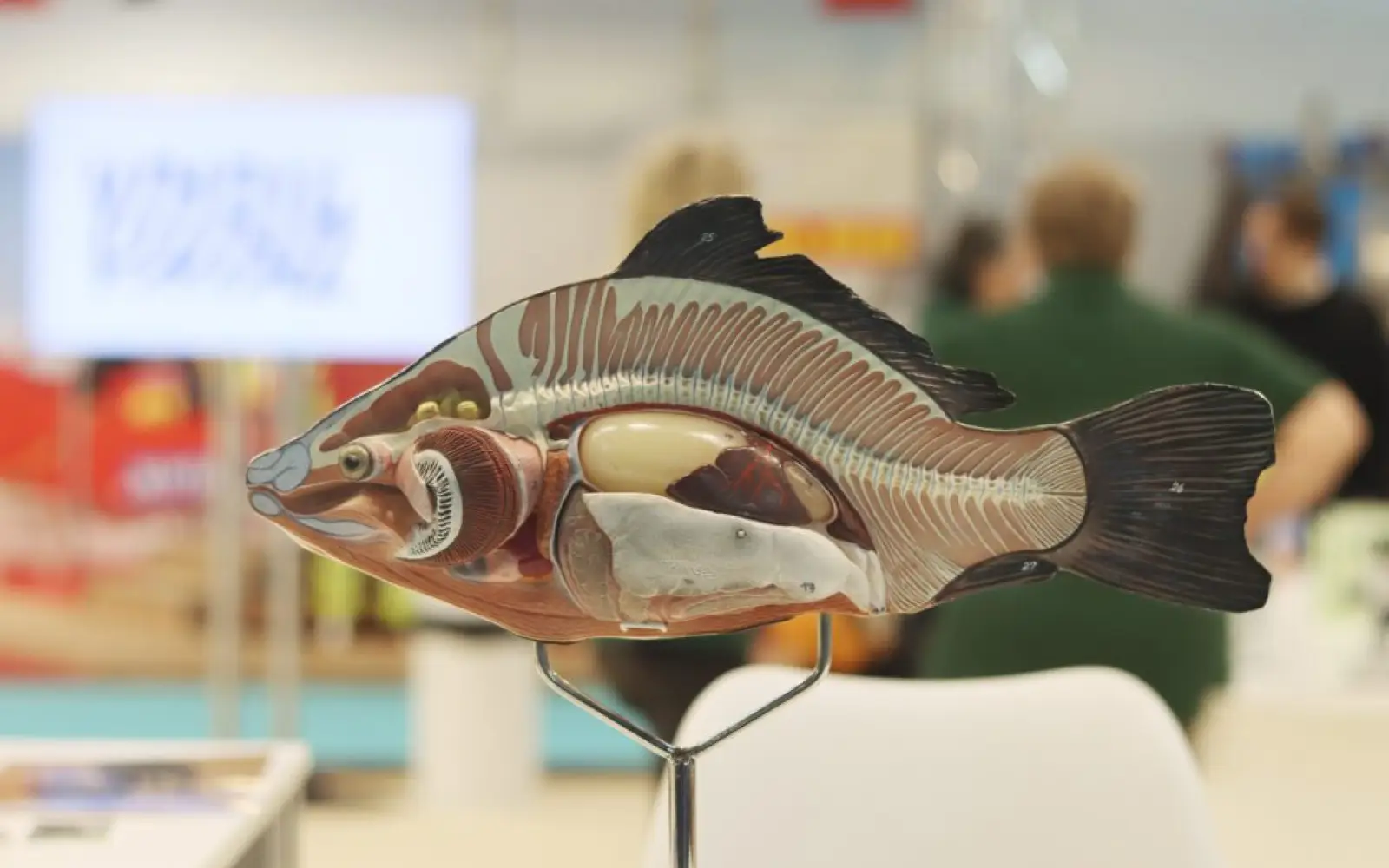 Die Schülerinnen und Schüler, die den Stand des Aquazoos auf der boot besuchten, konnte sich an einem Karpfen-Model über seine Organe informieren. Foto: Aquazoo Löbbecke Museum