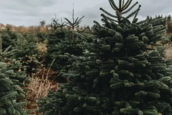 Weihnachtsbaum selber schlagen im Schlosspark Heltorf